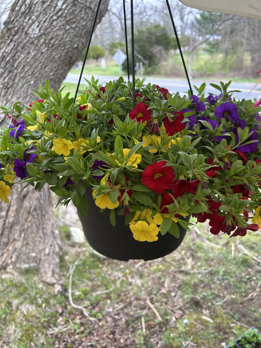 Hanging baskets bursting with spring color