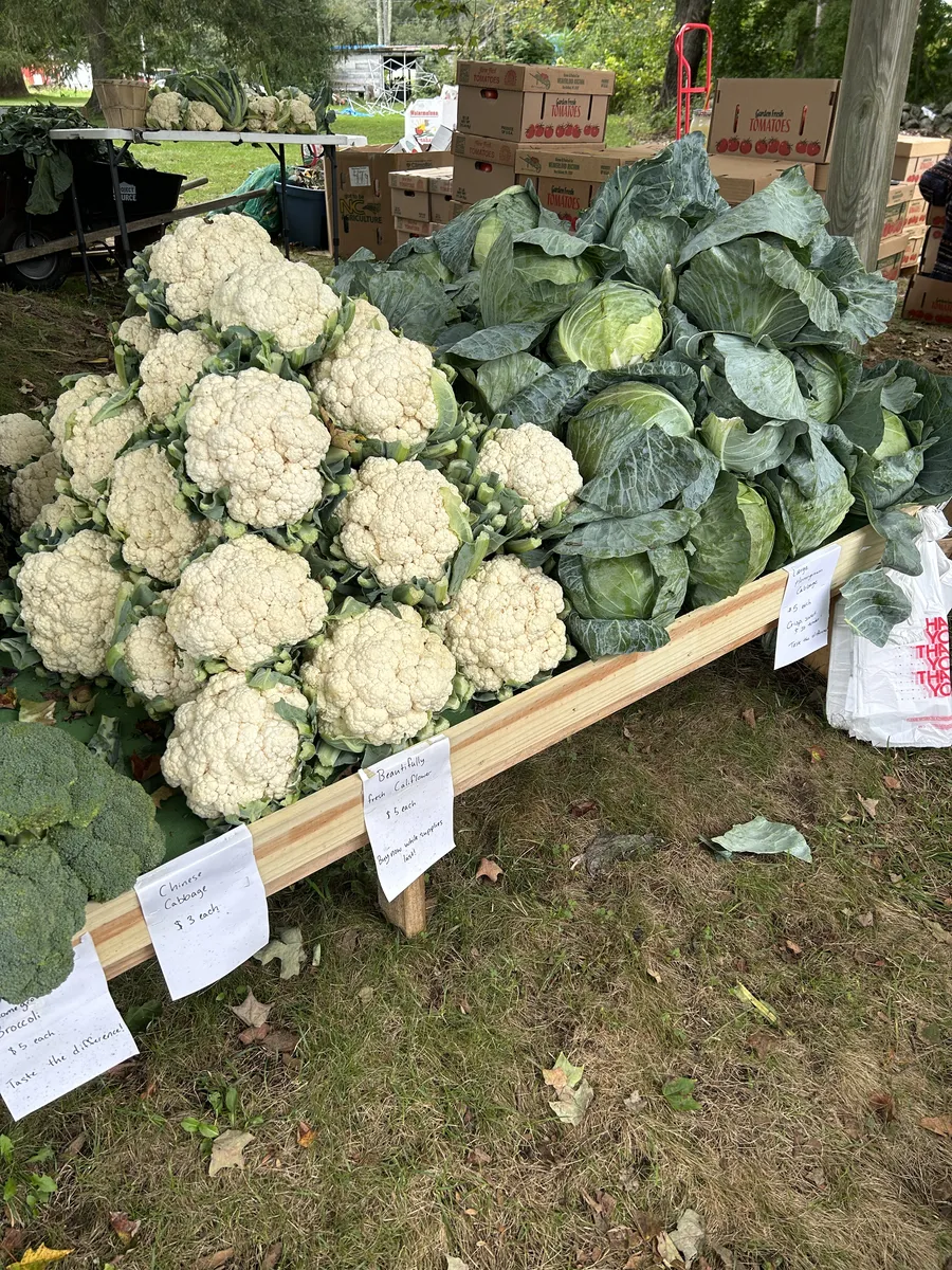 Cauliflower and cabbage