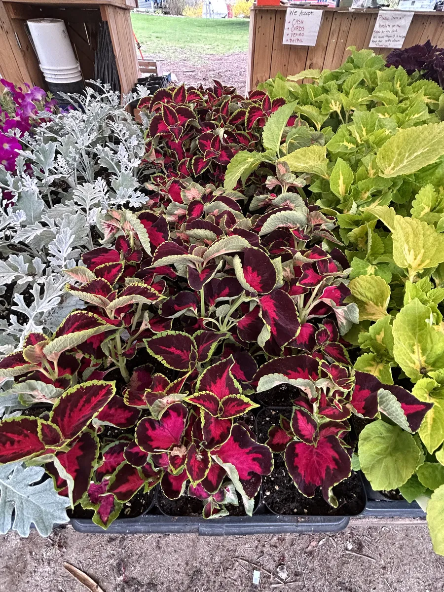 Coleus in rich reds and greens
