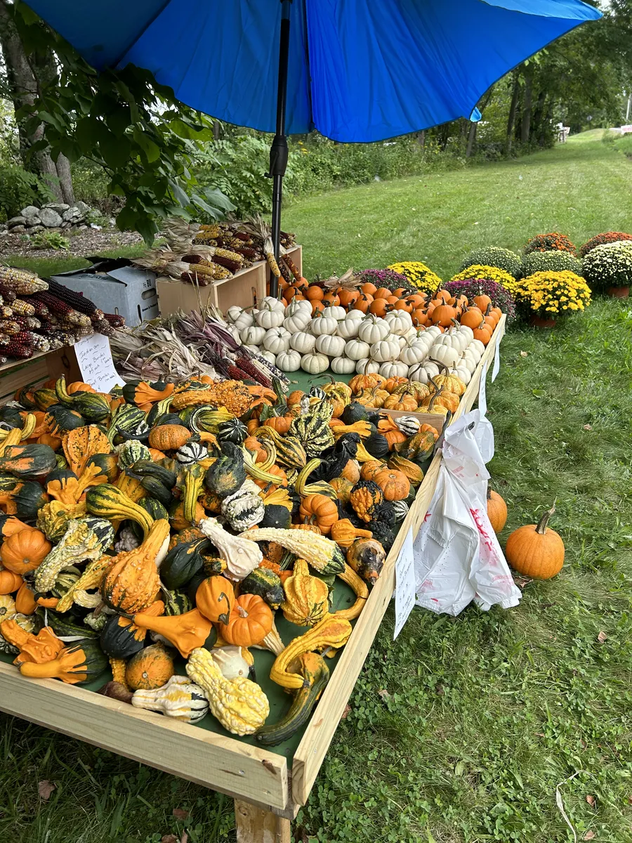 Gourds and pie pumpkins for the front step