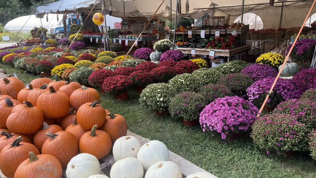 Pumpkins and rows of colorful mums in front of the tent at Palmer Farm Stand