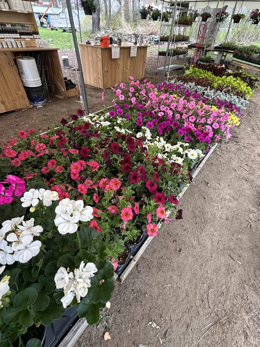 Rows of annuals, ready to plant