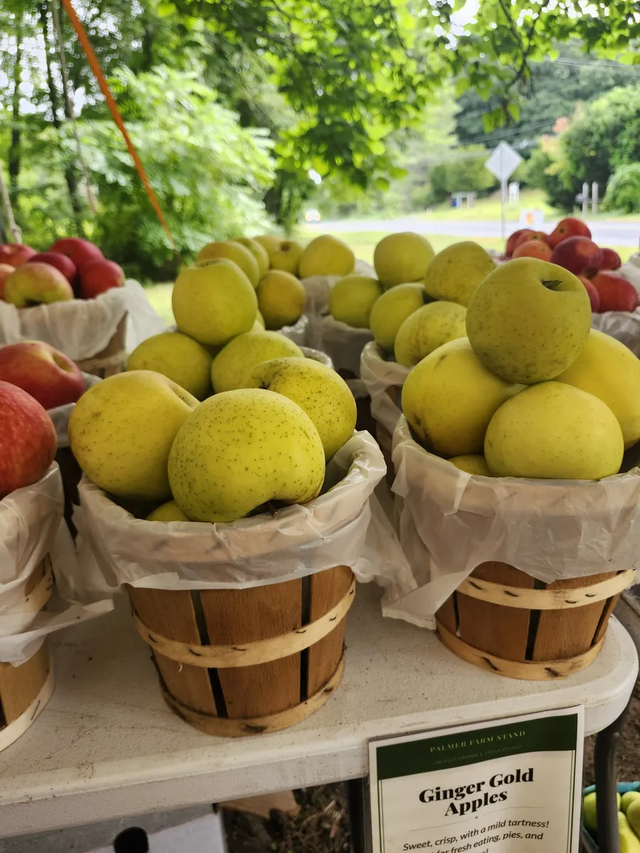 Ginger Gold apples