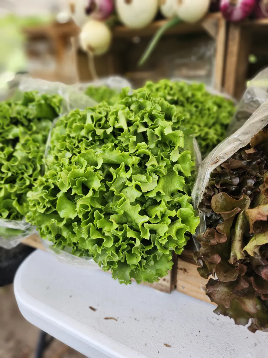 Heads of fresh leaf lettuce