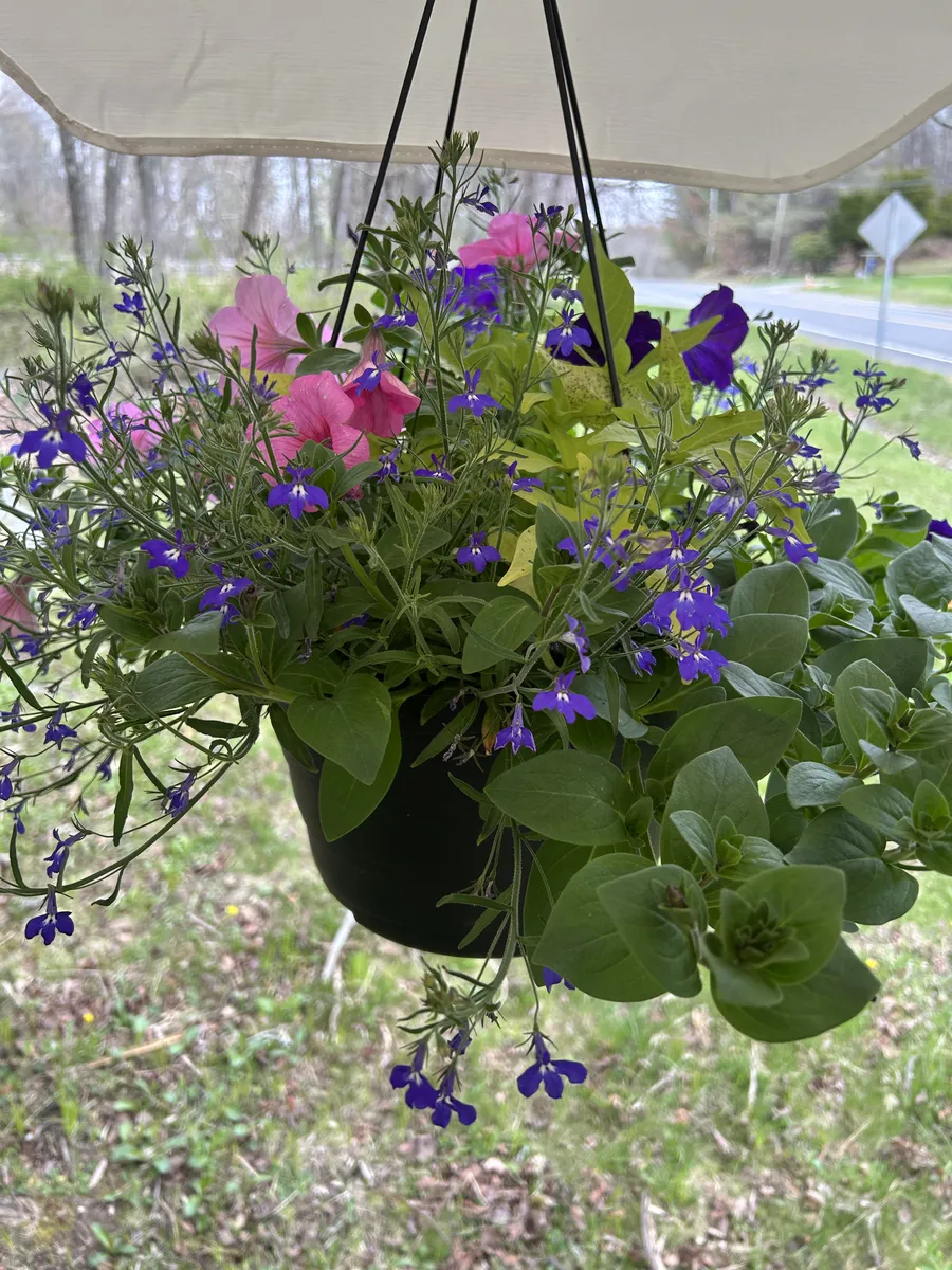 Lobelia and petunia hanging basket