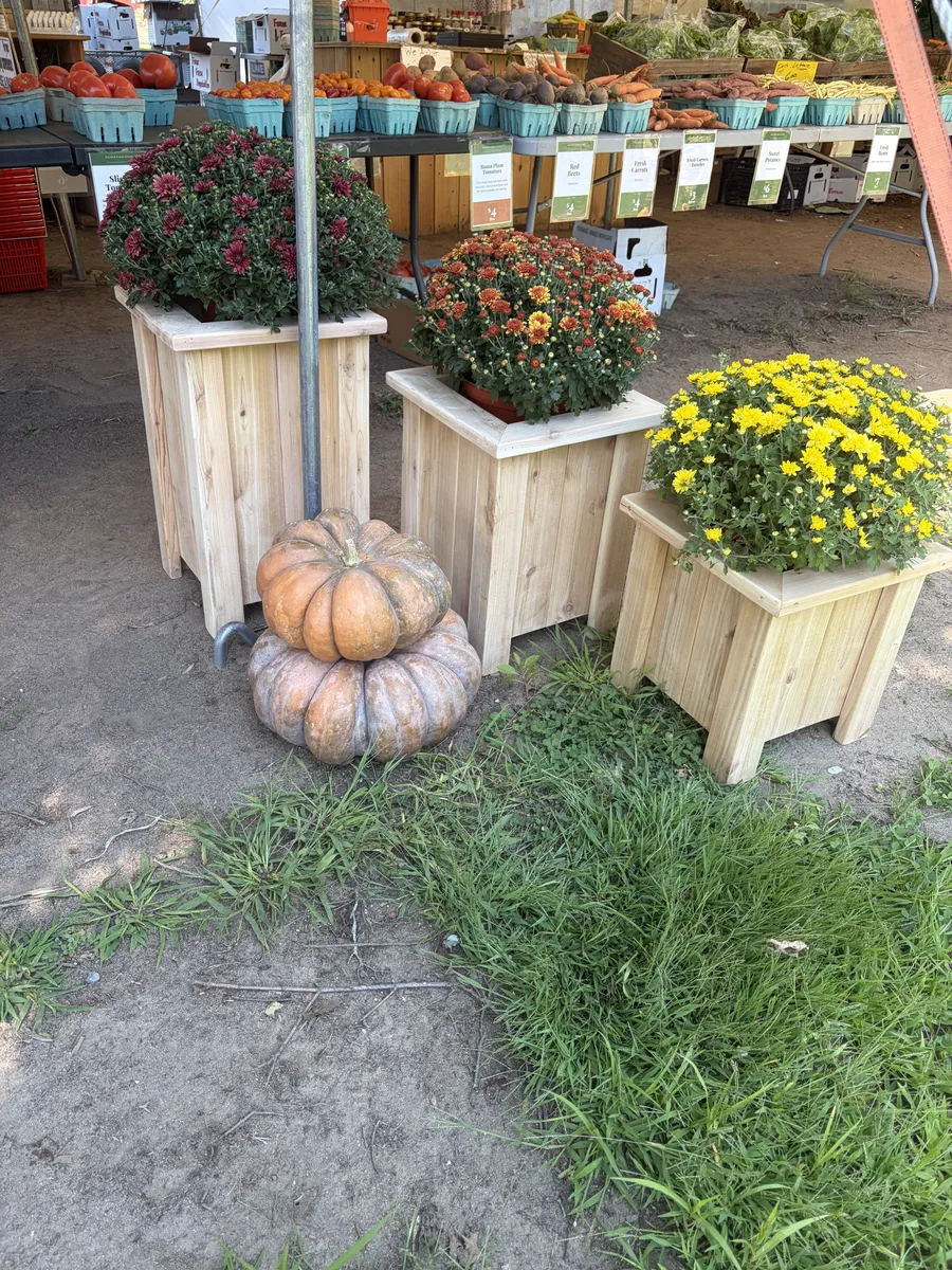 Fall mums in wooden planters