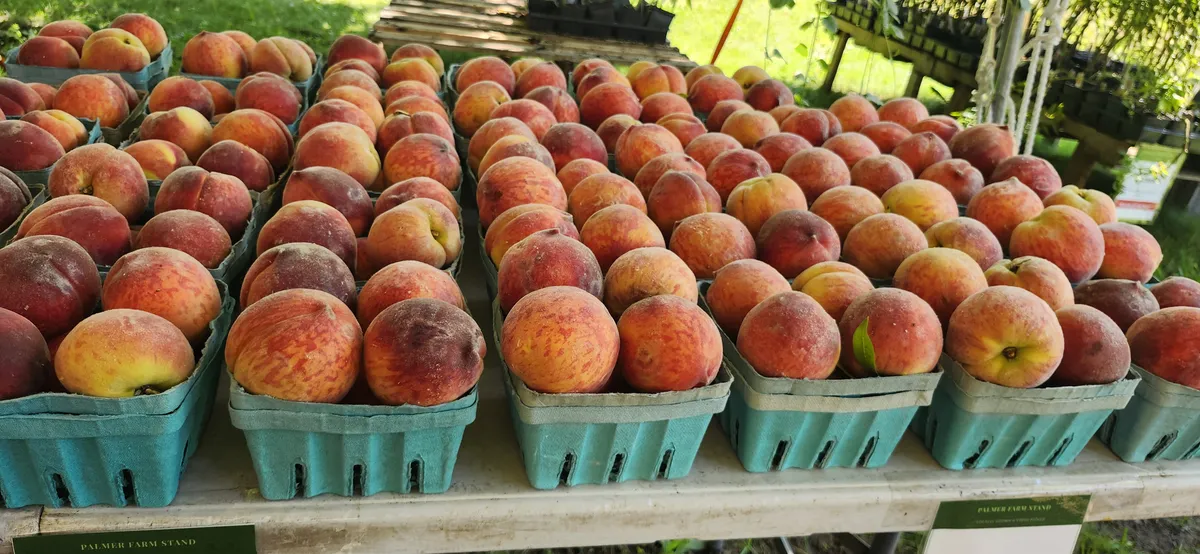Peaches by the quart