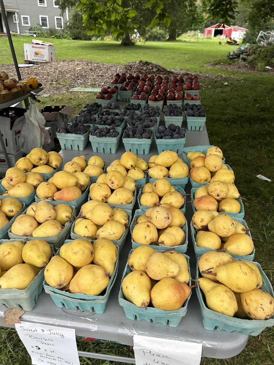 Ripe pears