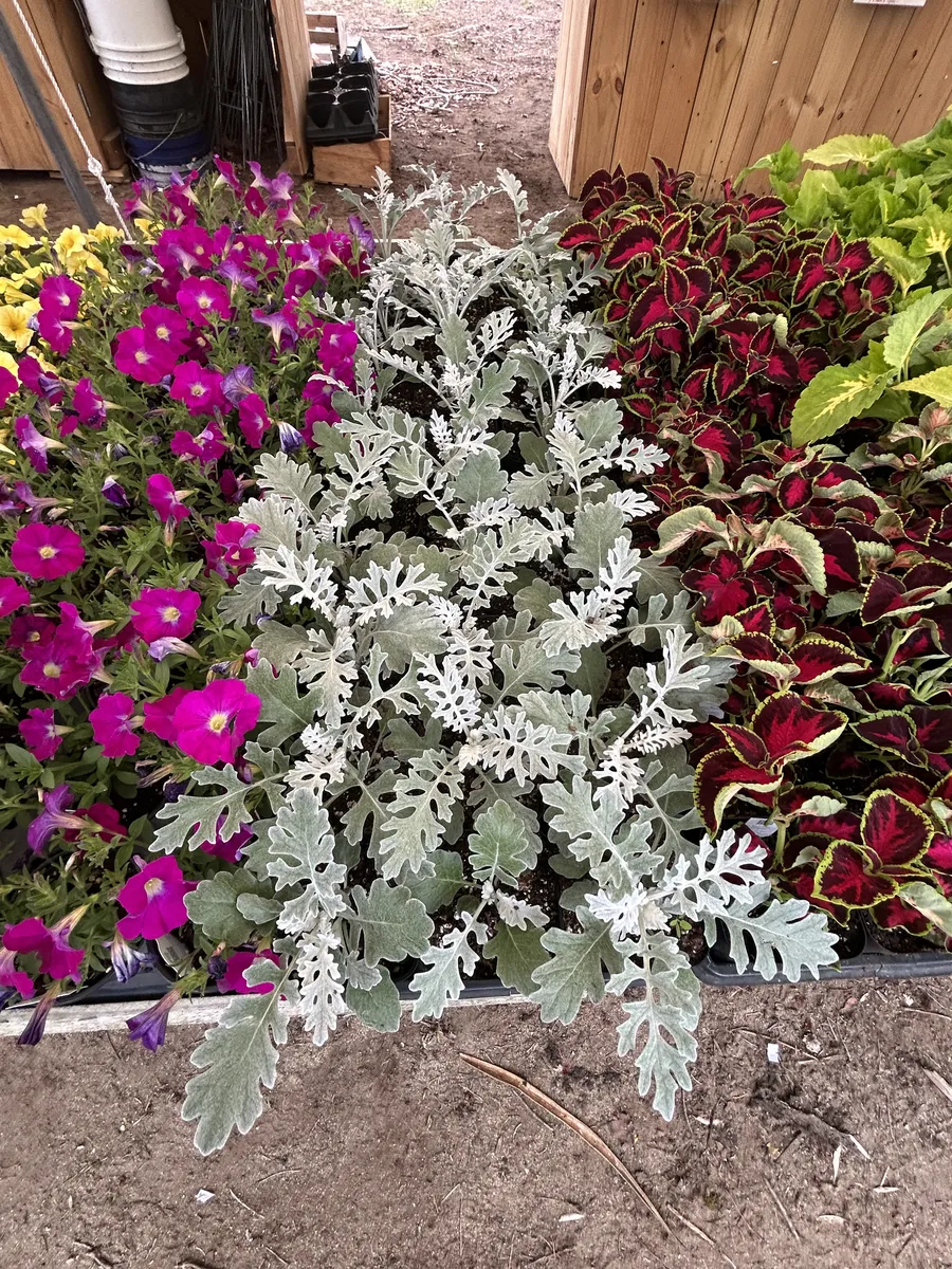 Petunias, dusty miller and coleus
