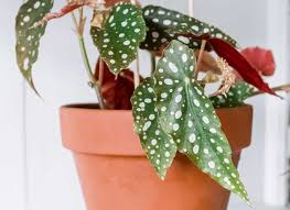 Angel Wing Begonia