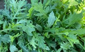 Arugula plant