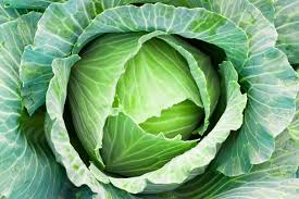 Cabbage plant