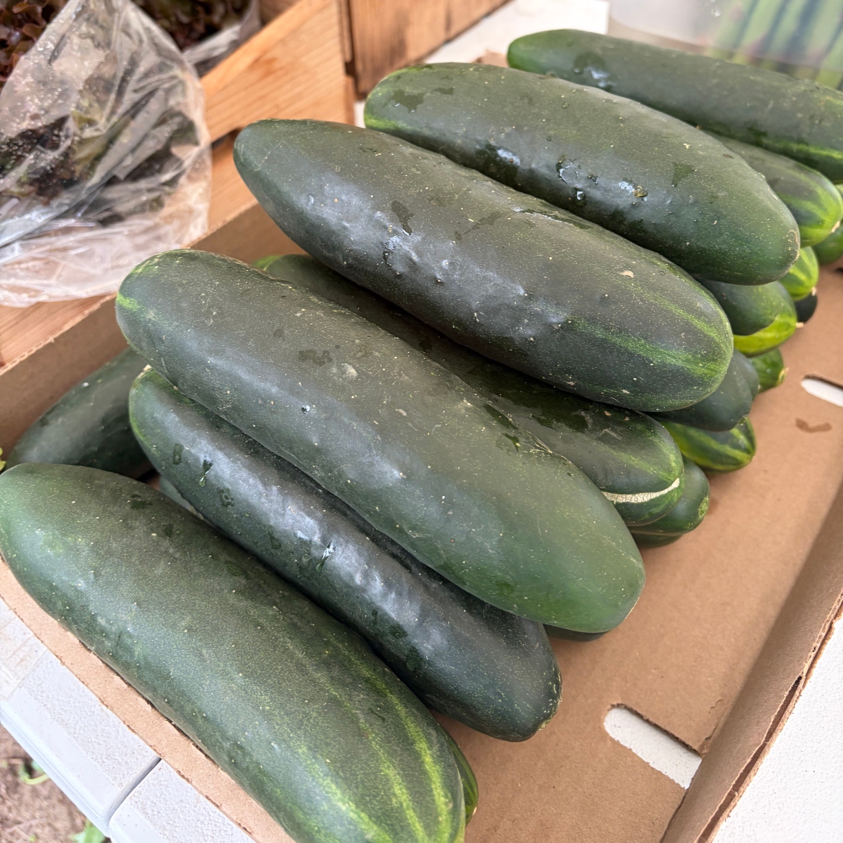 Fresh slicing cucumbers