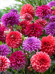 Dahlias