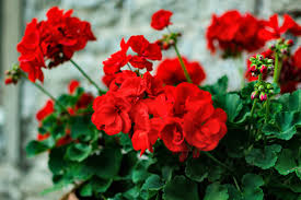 Geraniums 4 inch pot