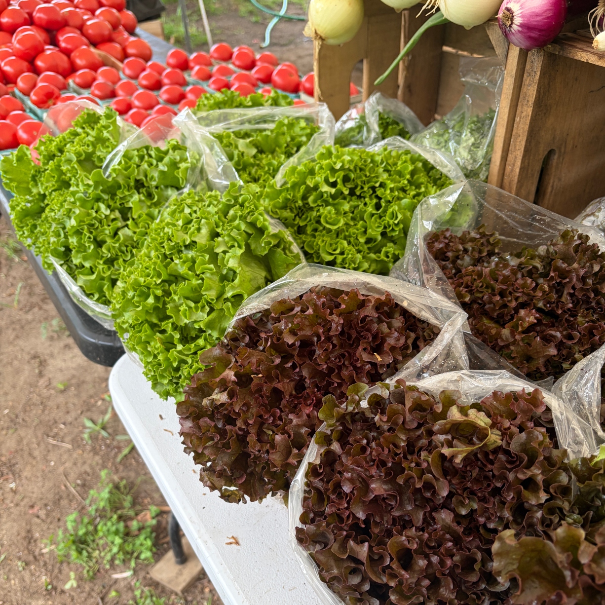 Lettuce plant