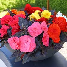 Non-Stop Begonia