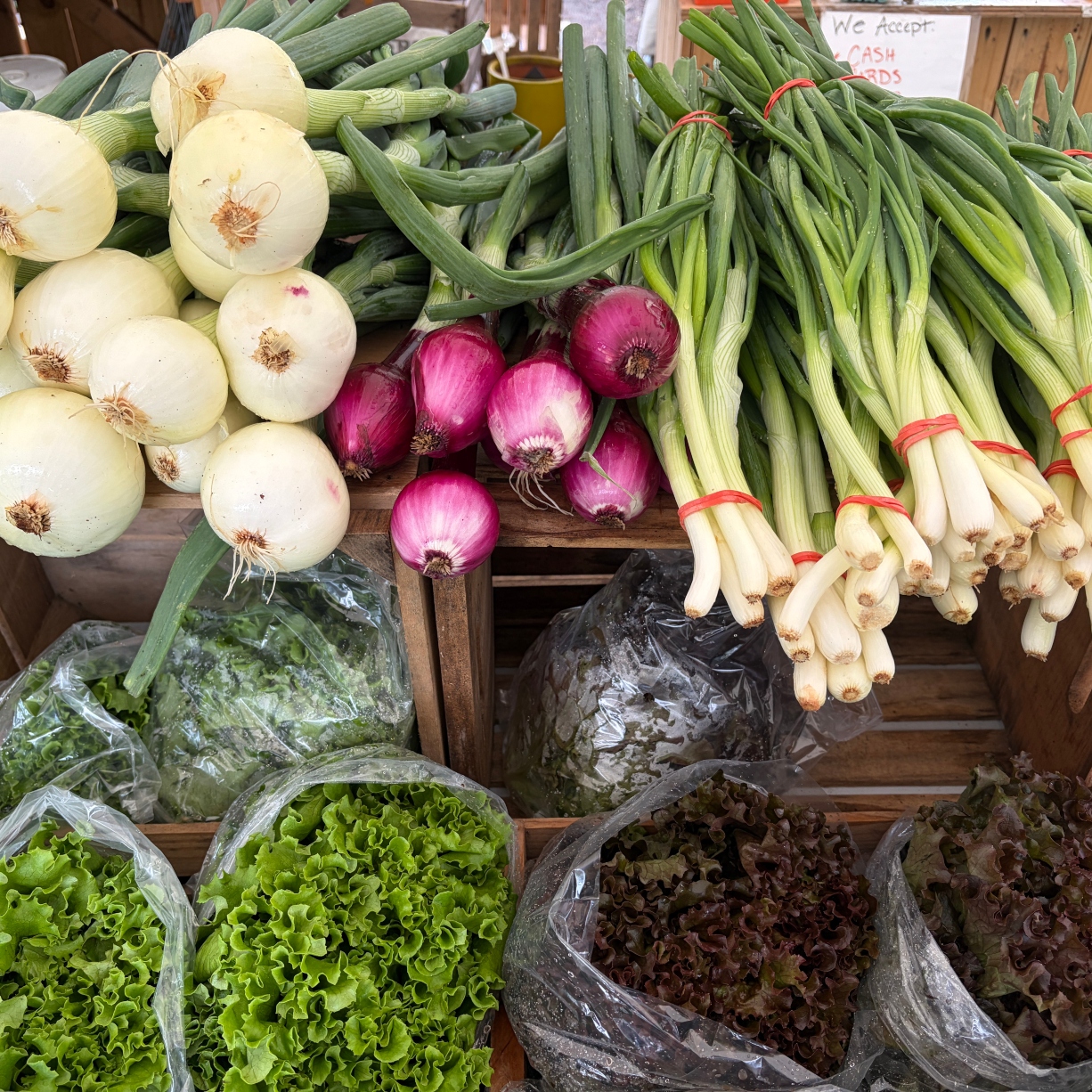 Large stem onions