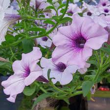 Petunias