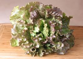 Red Sails lettuce plant