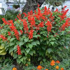 Salvias