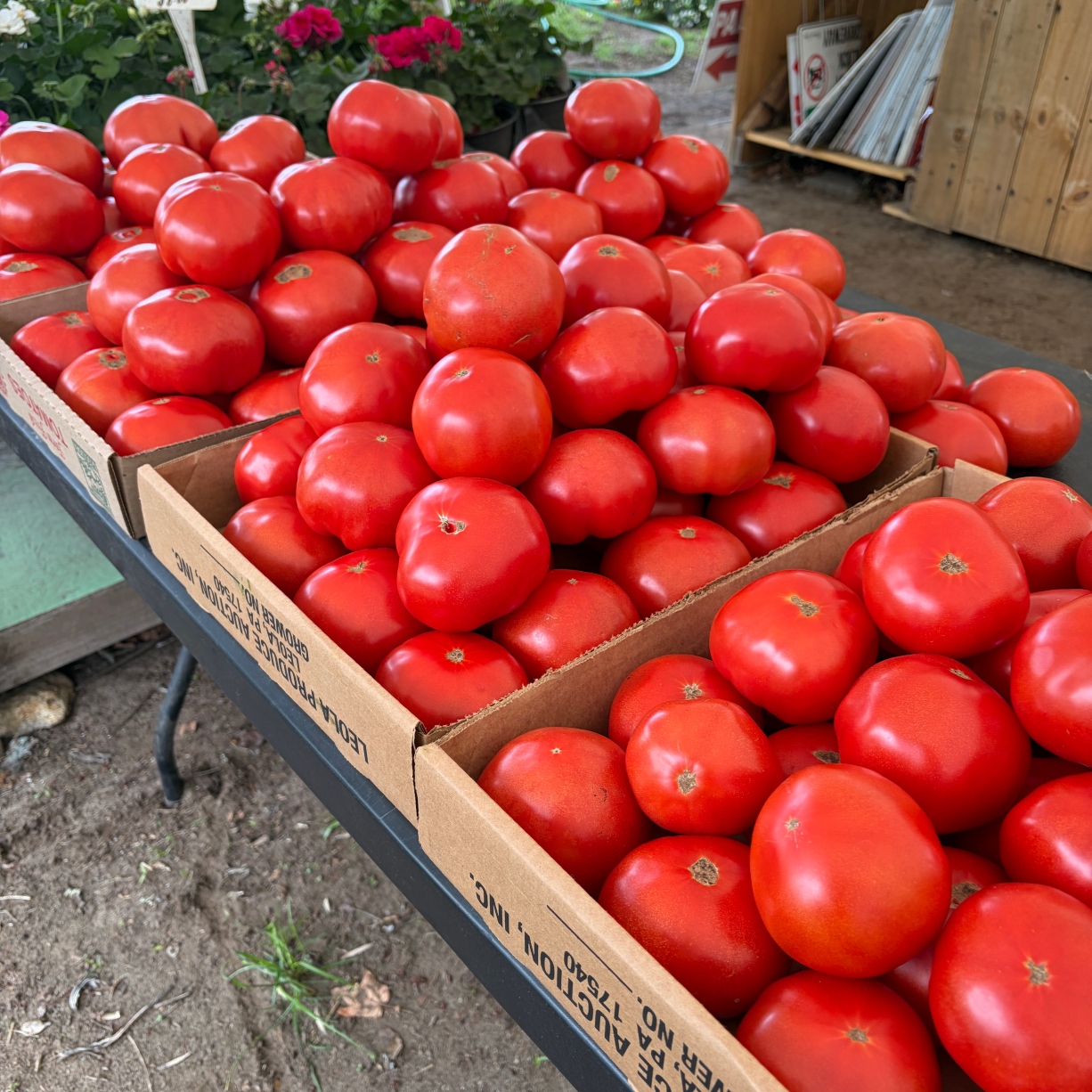 Slicing tomatoes