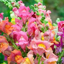 Snapdragons