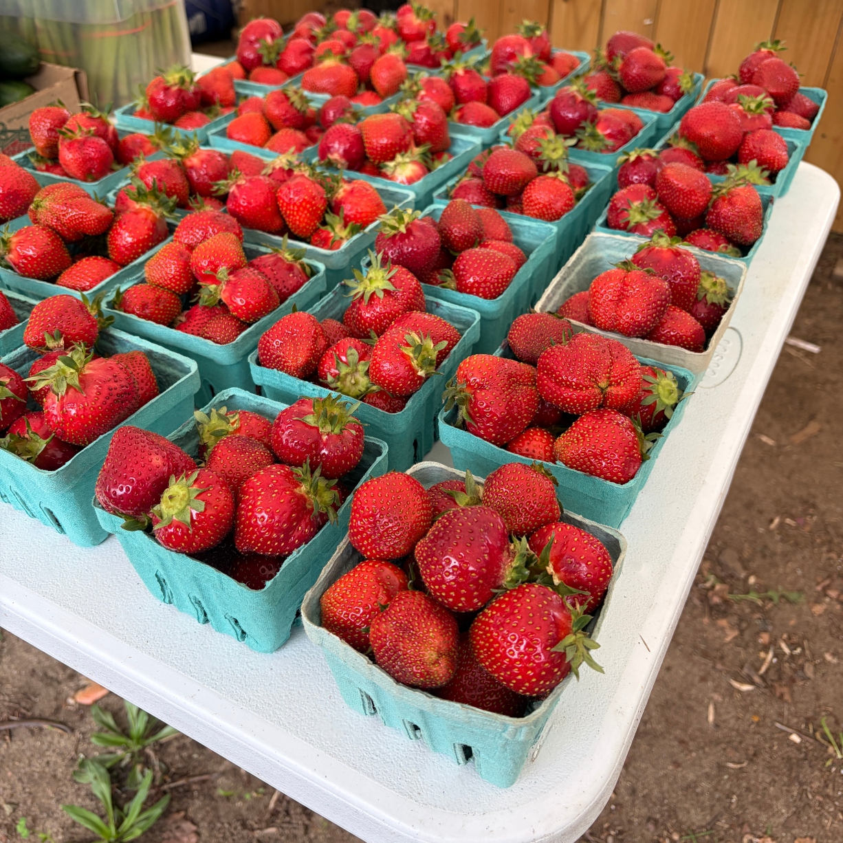 Fresh Picked Strawberries