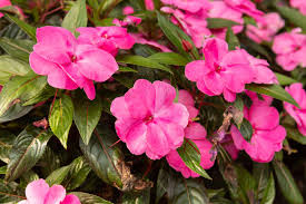 Sunshine Impatiens