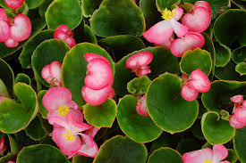 Wax Begonias