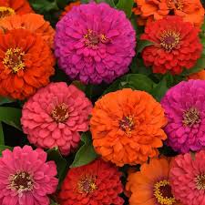 Zinnias