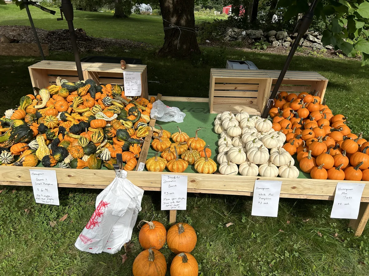 Pumpkins and gourds of every shape for fall