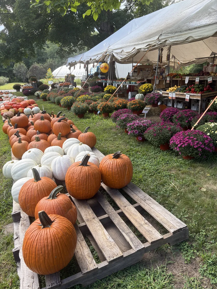 Pumpkins, white pumpkins and mums along the stand