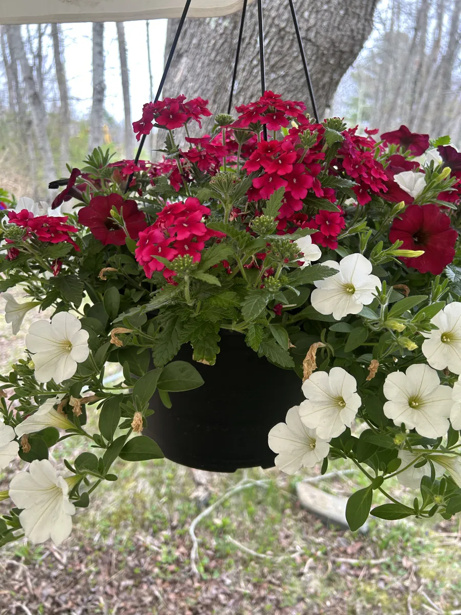A red and white petunia basket for the porch