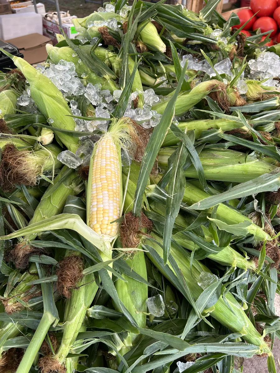 Sweet corn, kept cool on ice