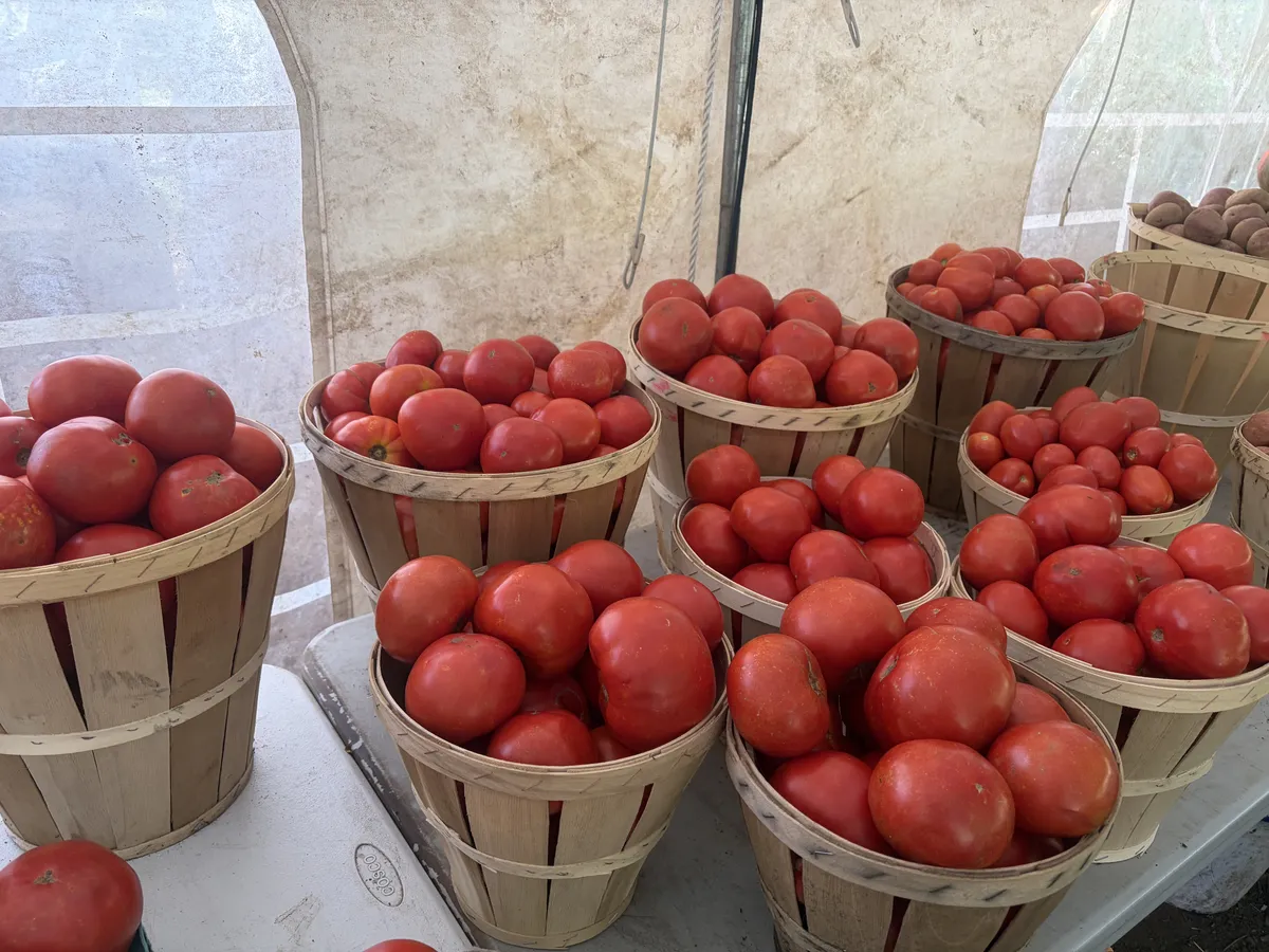 Bushel baskets of fresh tomatoes