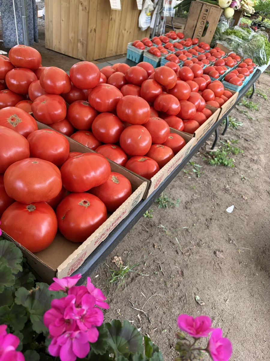 Tables of red slicing tomatoes