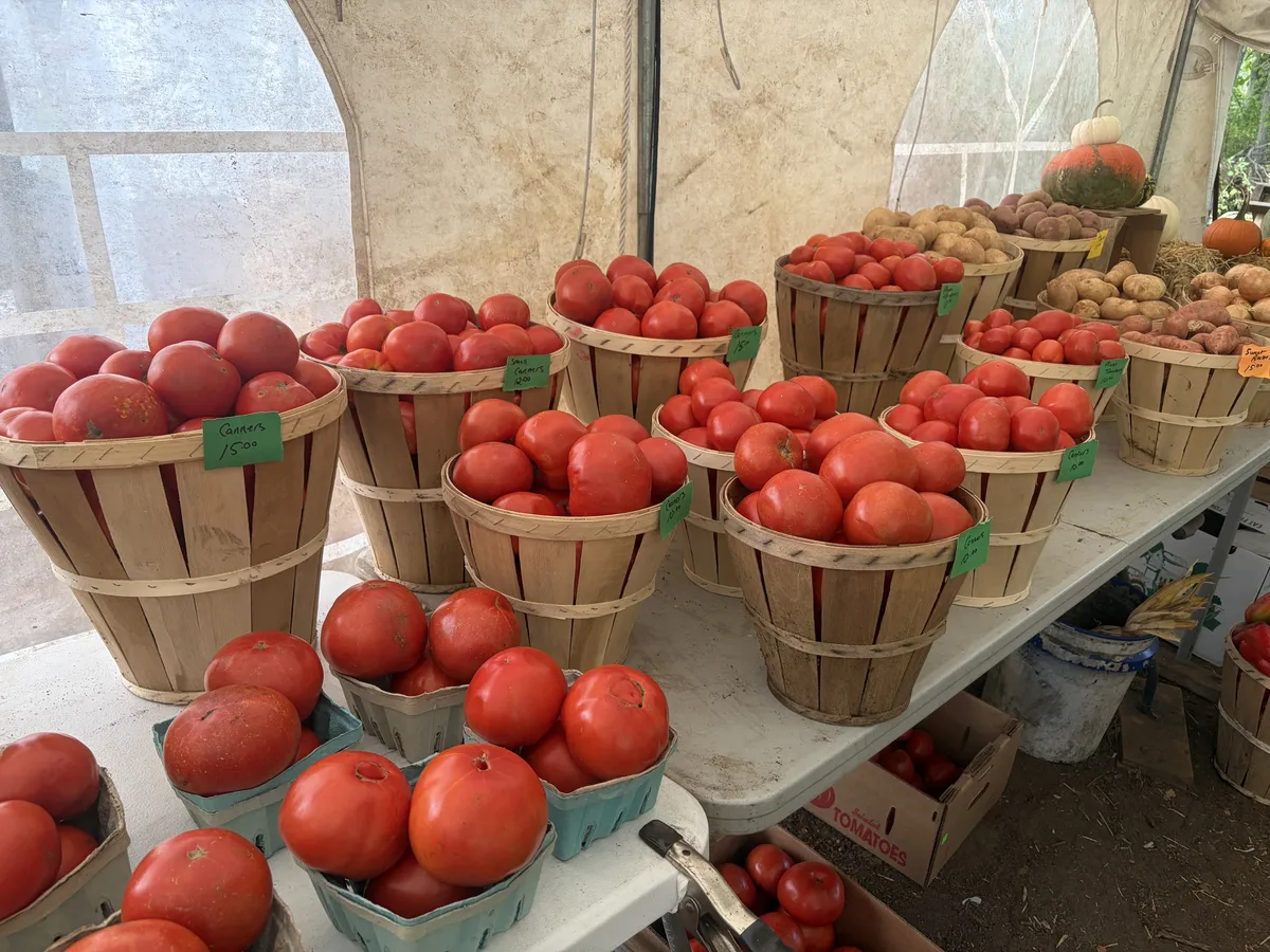 Bushel baskets of tomatoes and potatoes under the tent