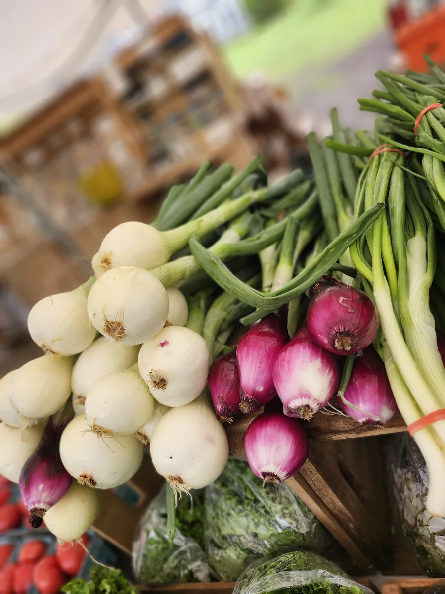 White and red spring onions